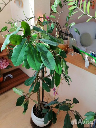 Молочай кипарисовый