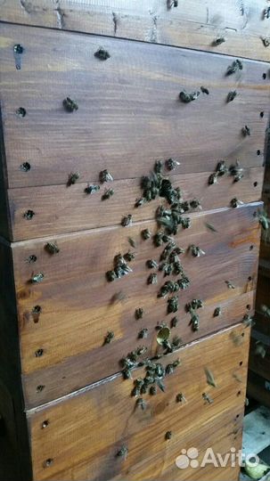 Улья Варре с пчелосемьями