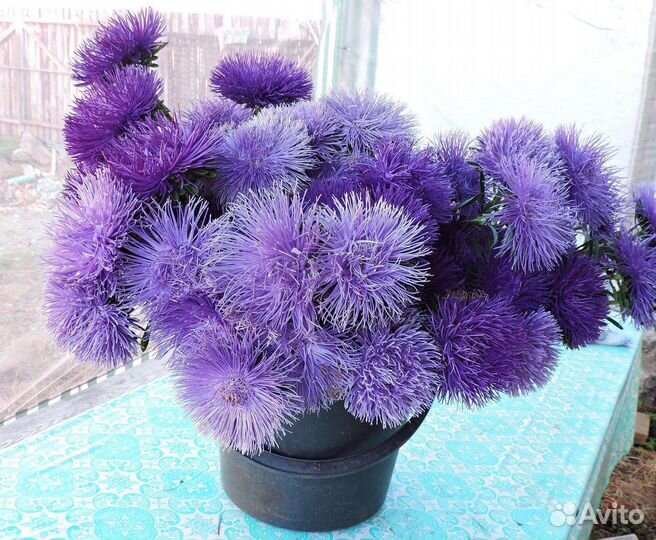 Астра, семена овощей