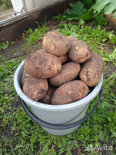 Картофель картошка
