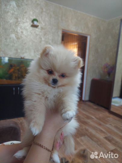 Шпиц девочка,мальчик