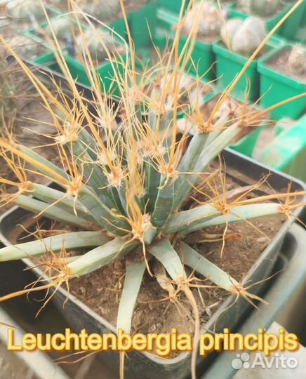 Лехтенбергия. Семена и растения