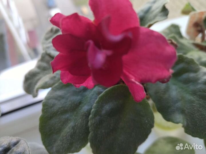 Продаю сортовве фиалки