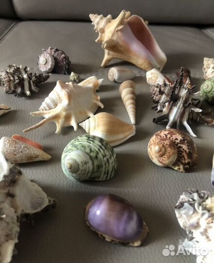 Морские ракушки/ океанские раковины