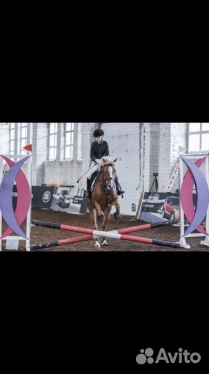 Продажа лошади