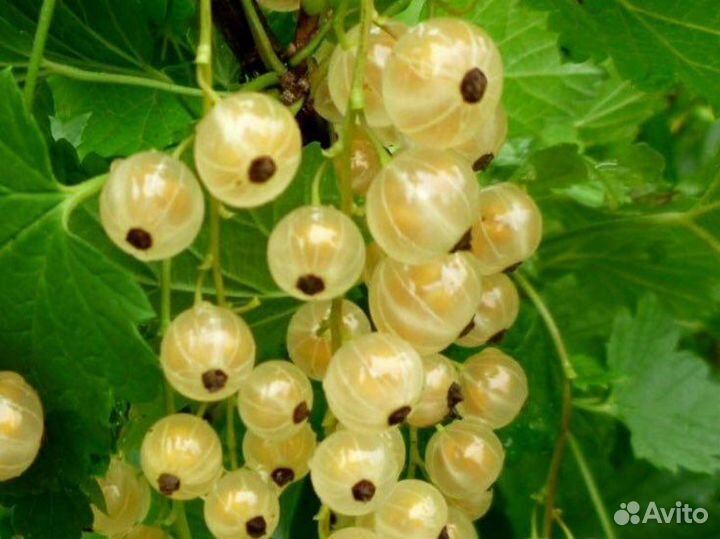 Смородина белая, черная (саженцы)