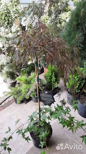 Много на штамбе хвойной красоты