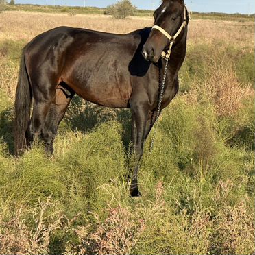 Лошадь меринь