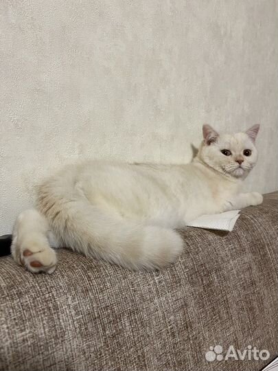 Шотландский кот вязка