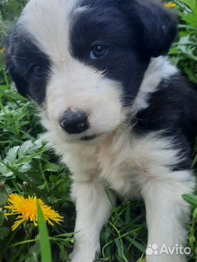 Бордер колли