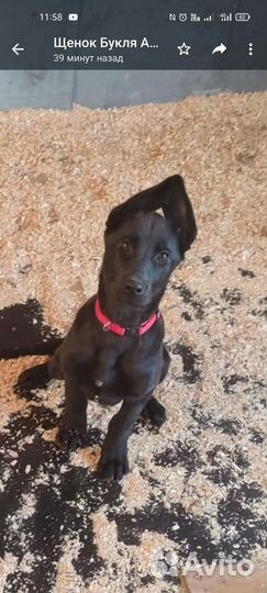 Собака в добрые руки