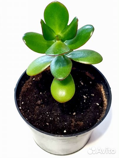 Крассула толстянка денежное дерево в горшке