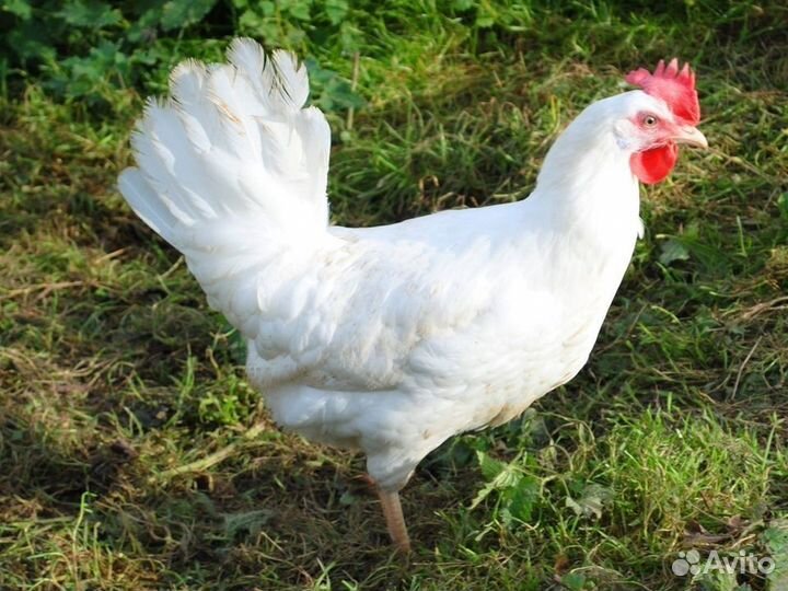 Куры несушки