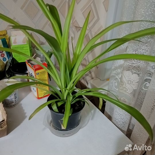 Хлорофитум