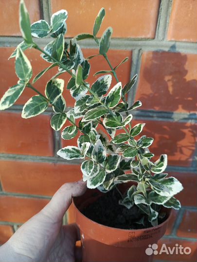 Многолетник для сада Бересклет