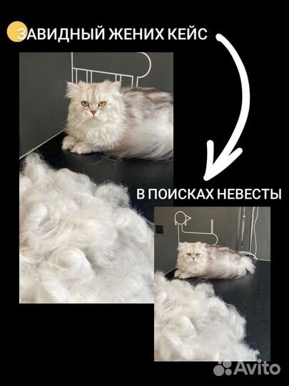 Персидский кот вязка