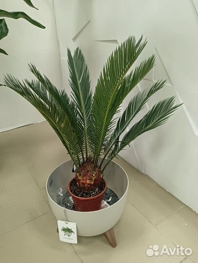 Цикас революта