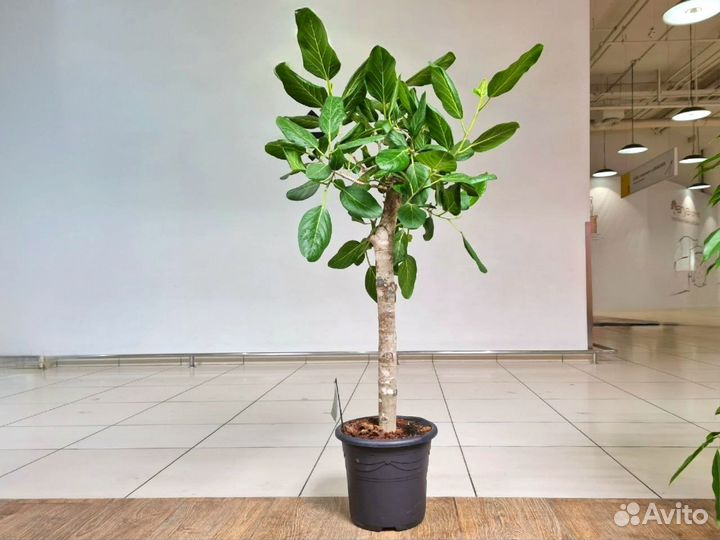 Фикус Бенгальский дерево