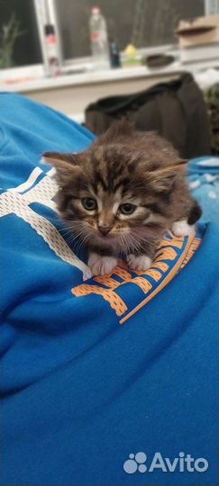 Кошка в дар