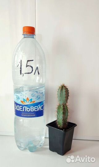 Кактус цереус Лазурный (голубой)