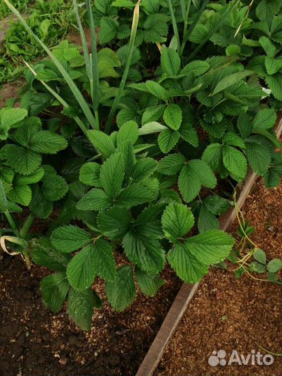 Саженцы клубники (садовой земляники)