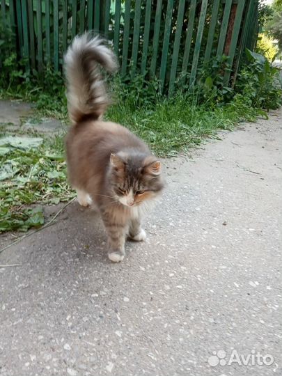 Кошка в дом