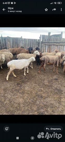 Курдючные бараны овцы