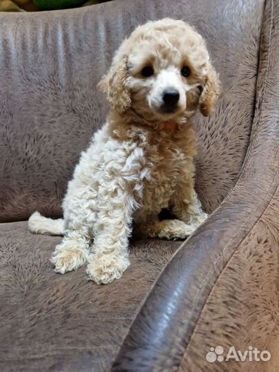 Карликовый пудель