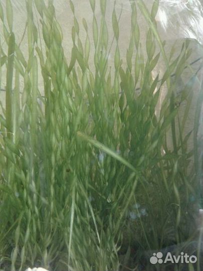 Растения для аквариума