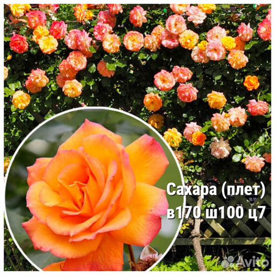 Розы плетистые