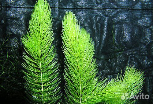 Роголистник