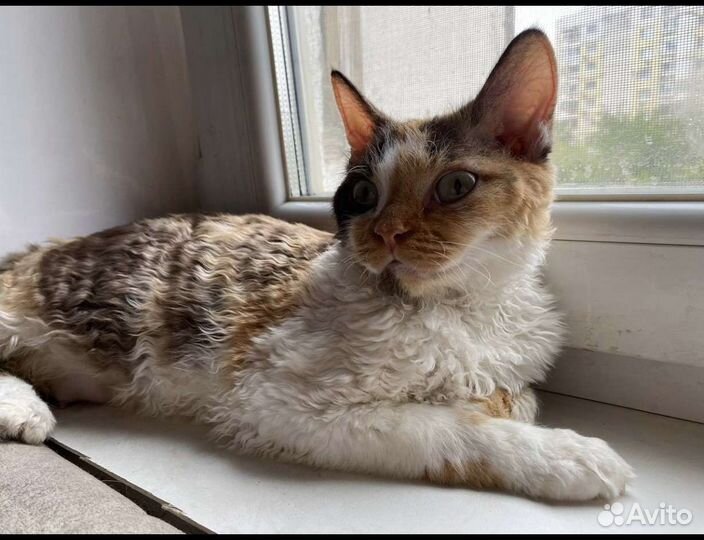 Сокращение питомника 5 животных Девон-рекс