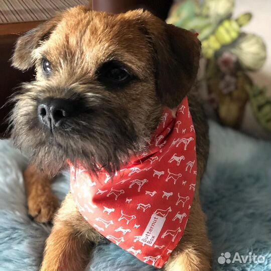 Шустрые шеночки борд терьеров