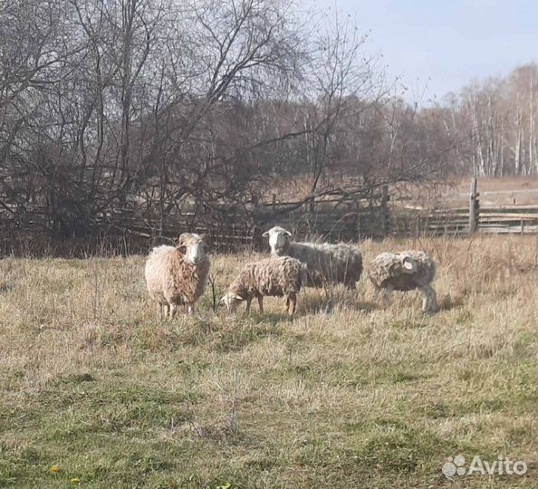 Овцы бараны