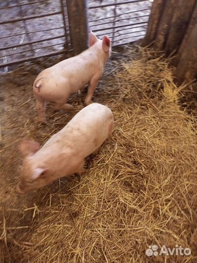 Поросята