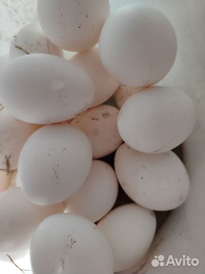 Яйца на инкубацию леггорн