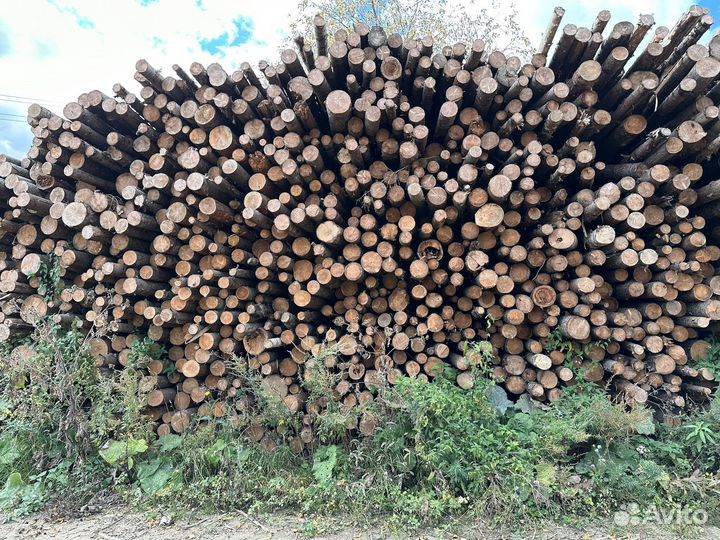 Баланс хвойных пород