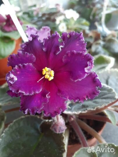 Сортовые фиалки цветущие, детки