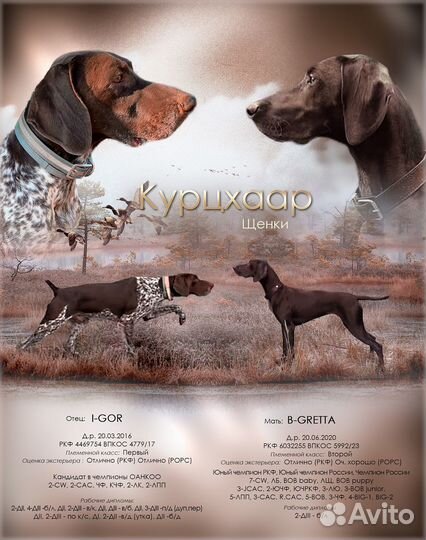 Щенки курцхаара