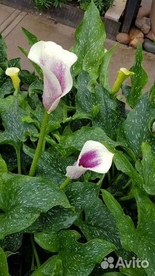 Клубни каллы Пикассо