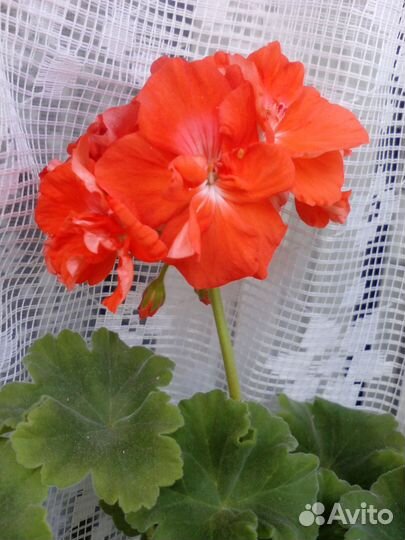 Sundanser сортовая пеларгония