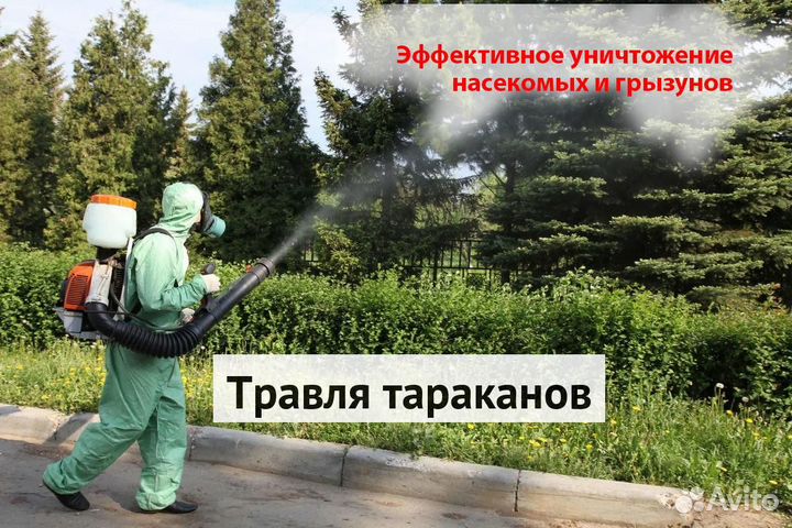 Уничтожение клопов тараканов грызунов плесени