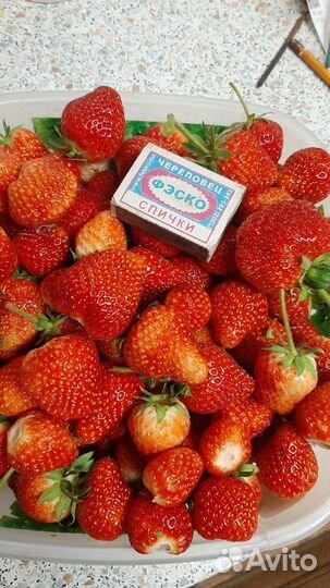 Усы клубники ремонтантной