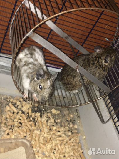 Дегу,Клетка