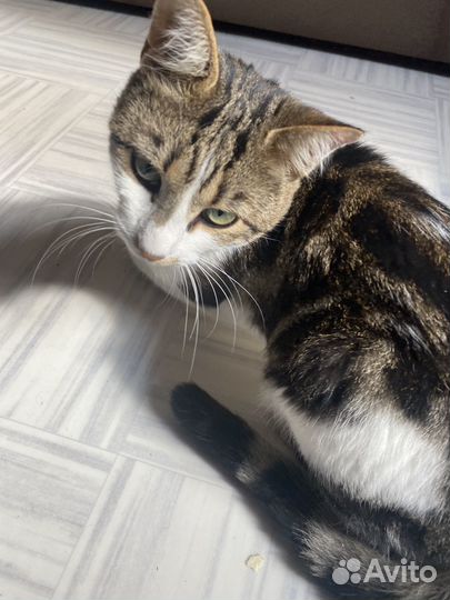 Котик Бузик