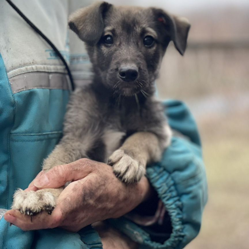 Щенки в добрые руки