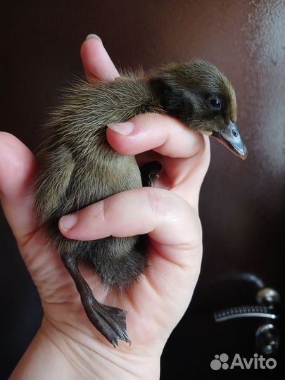 Утята подрощенные