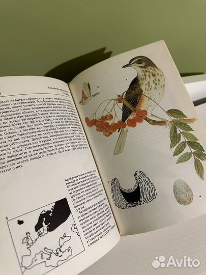 Книга Певчие птицы Артия