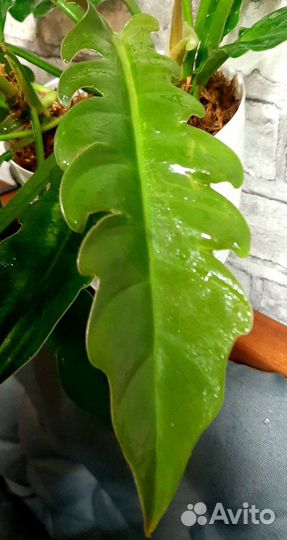 Филодендрон Narrow Escape
