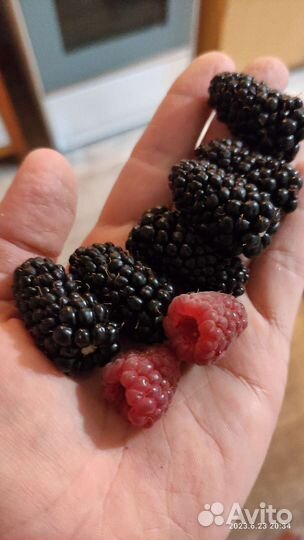 Саженцы ежевики и малины летней и ремонтантной